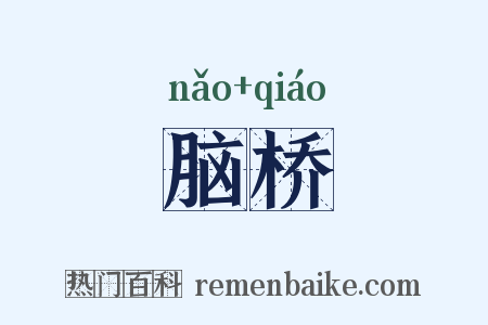 脑桥是什么意思的图片